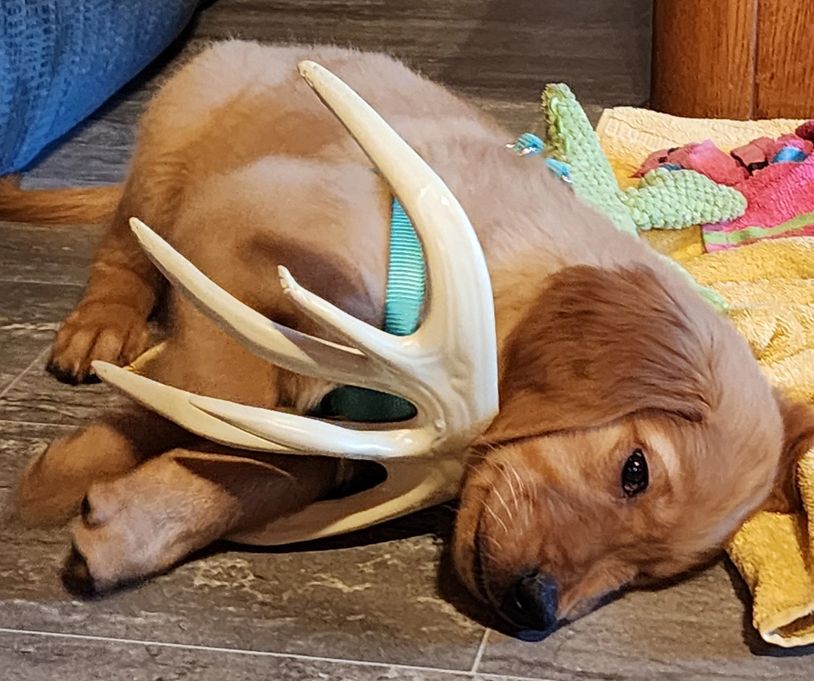 A puppy wearing an antler collar lying on the floor.