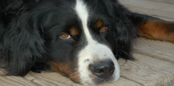 Bernese Mountain Dog Puppies