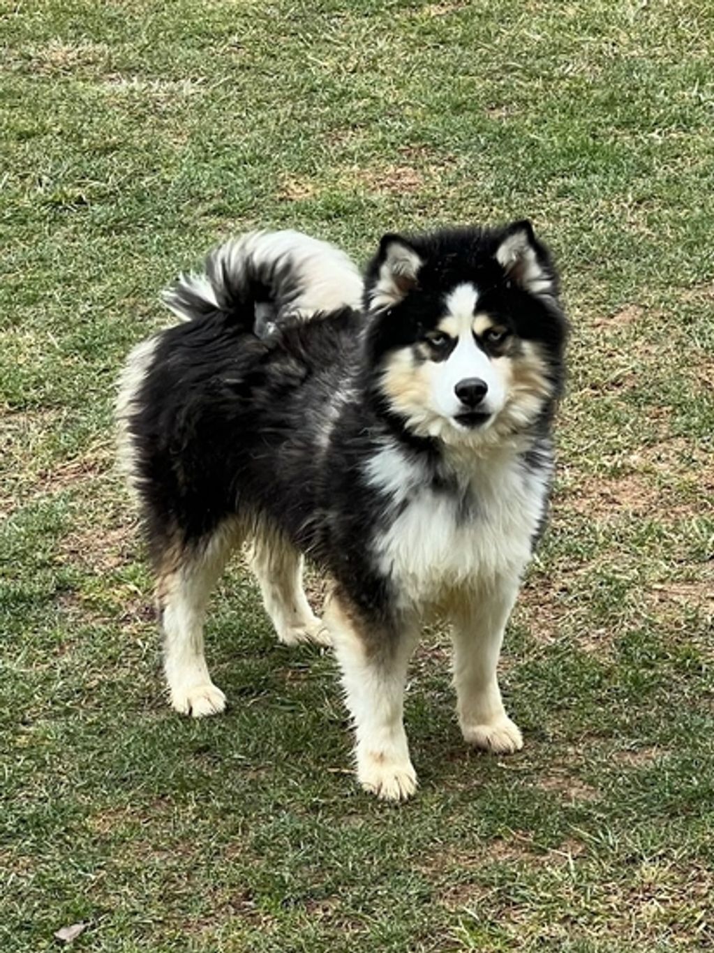 Pomsky Puppies