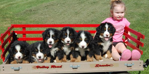 Bernese Mountain Dog Puppies