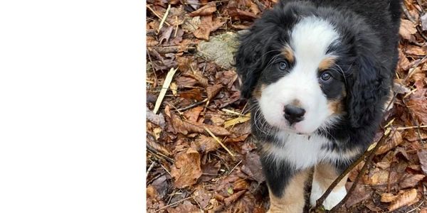 Bernese Mountain Dog Puppy