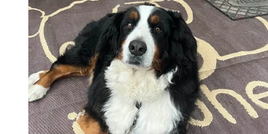 Bernese Mountain Dog Puppies
