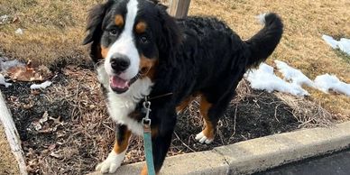 Bernese Mountain Dog Puppies