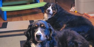 Bernese Mountain Dog Puppies