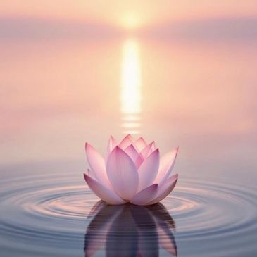 A pink lotus flower floating on calm water during a serene sunset.
