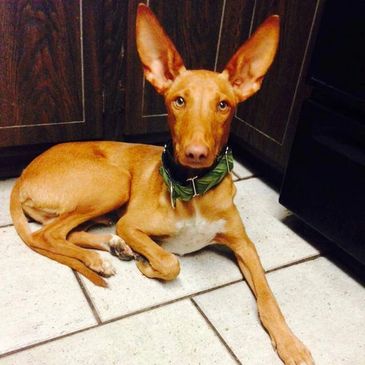 Chango in is NYC Auntie's house, waiting to meet his Mom.  He had a big day with a flight from Spain