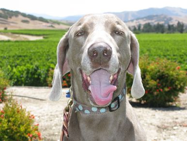 Jake visiting the Central Coast vineyards in California.