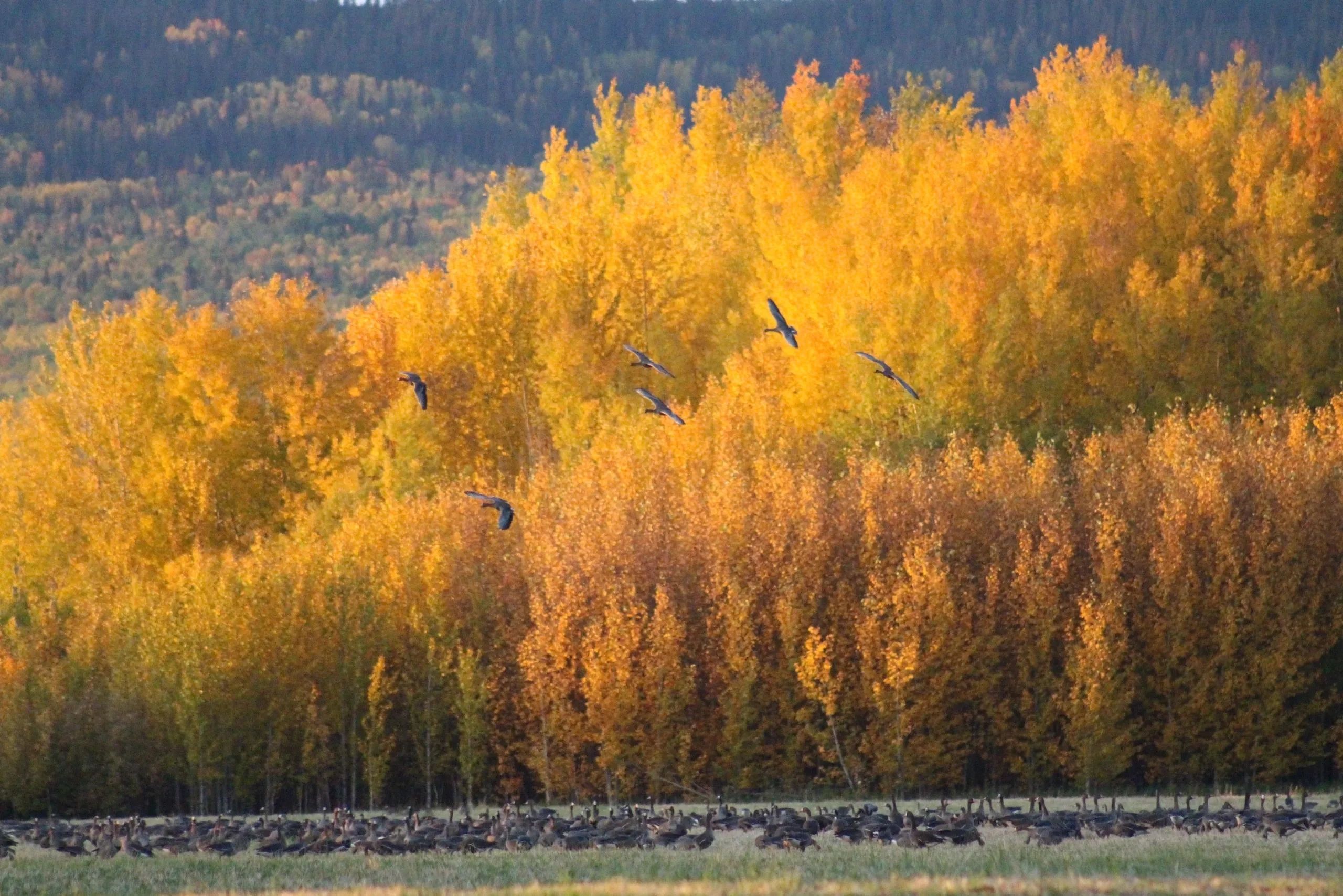 Forfaits de chasse aux oiseaux à la outarde — Buckstop Guiding & Outfitting – Buckstop Guiding & Outfitting