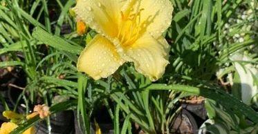 Daylily