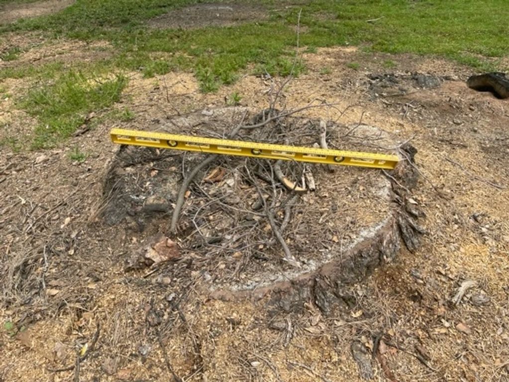 Measurement of large pine tree stump