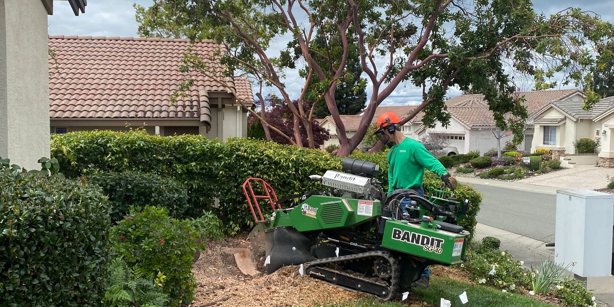 Worker operating a Bandit stump grinder near a hedge.