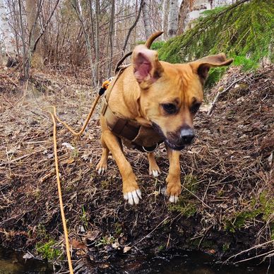 A brown dog with a harness cautiously stepping near a small creek in a forest.
