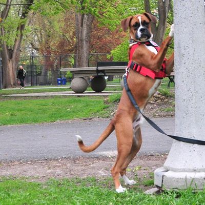 Boxer dog standing on hind legs, holding a pole in a park.