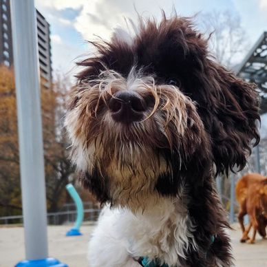 A fluffy black and white dog with a curly coat outdoors.