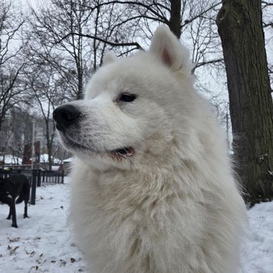 Fluffy white dog in snowy park looking alert.