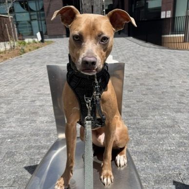 Small brown dog with a black harness sitting on a metal chair outdoors.