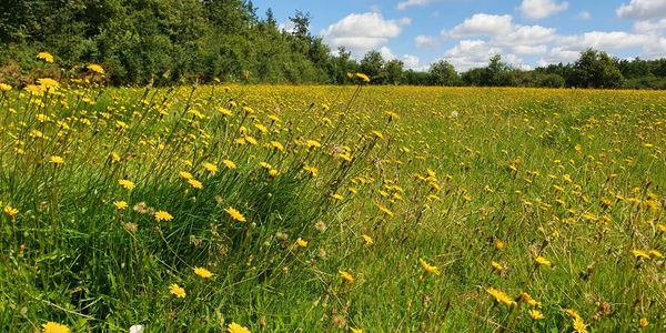 The wildflower meadow