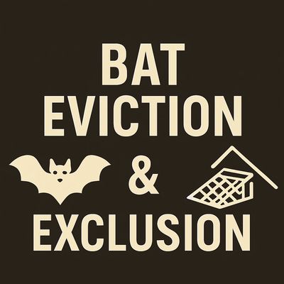 Bat removal and proofing 