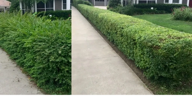 Shrub Trimming, Shrub Trimming service 