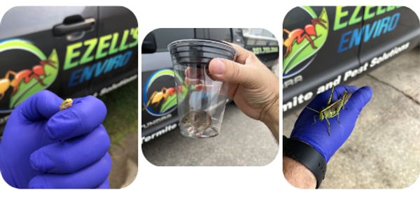 Close-up shots of insects held by a gloved hand near a pest control vehicle.