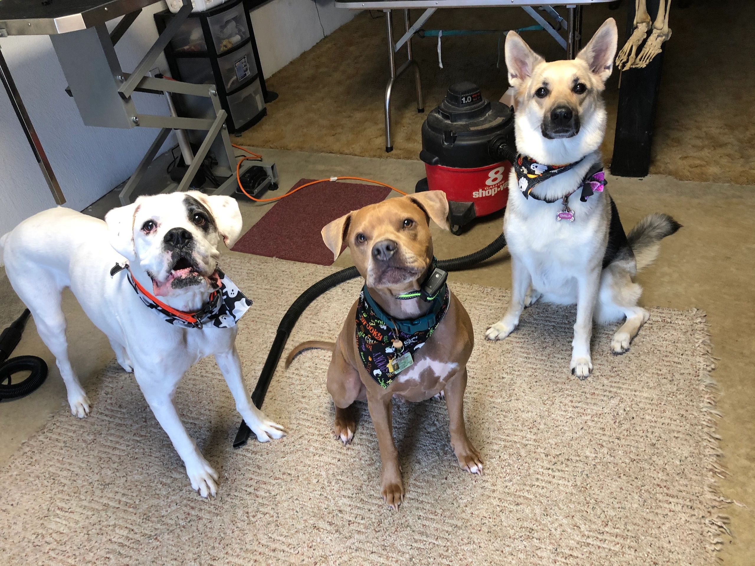 Grooming Pretty Pooches