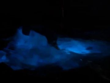 Someone's feet kicking in the bioluminescence! The image shows a blueish glow silhouette