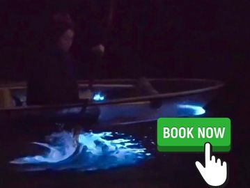 Bioluminescence florida calendar 2023