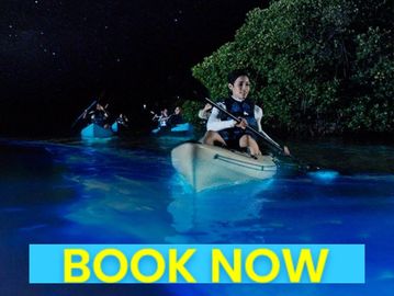 Florida Bioluminescence Tours - Clear Kayaking Tours