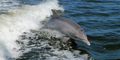 Florida Dolphins