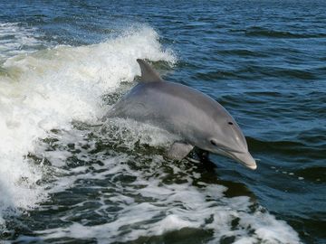 dolphin manatee tour florida