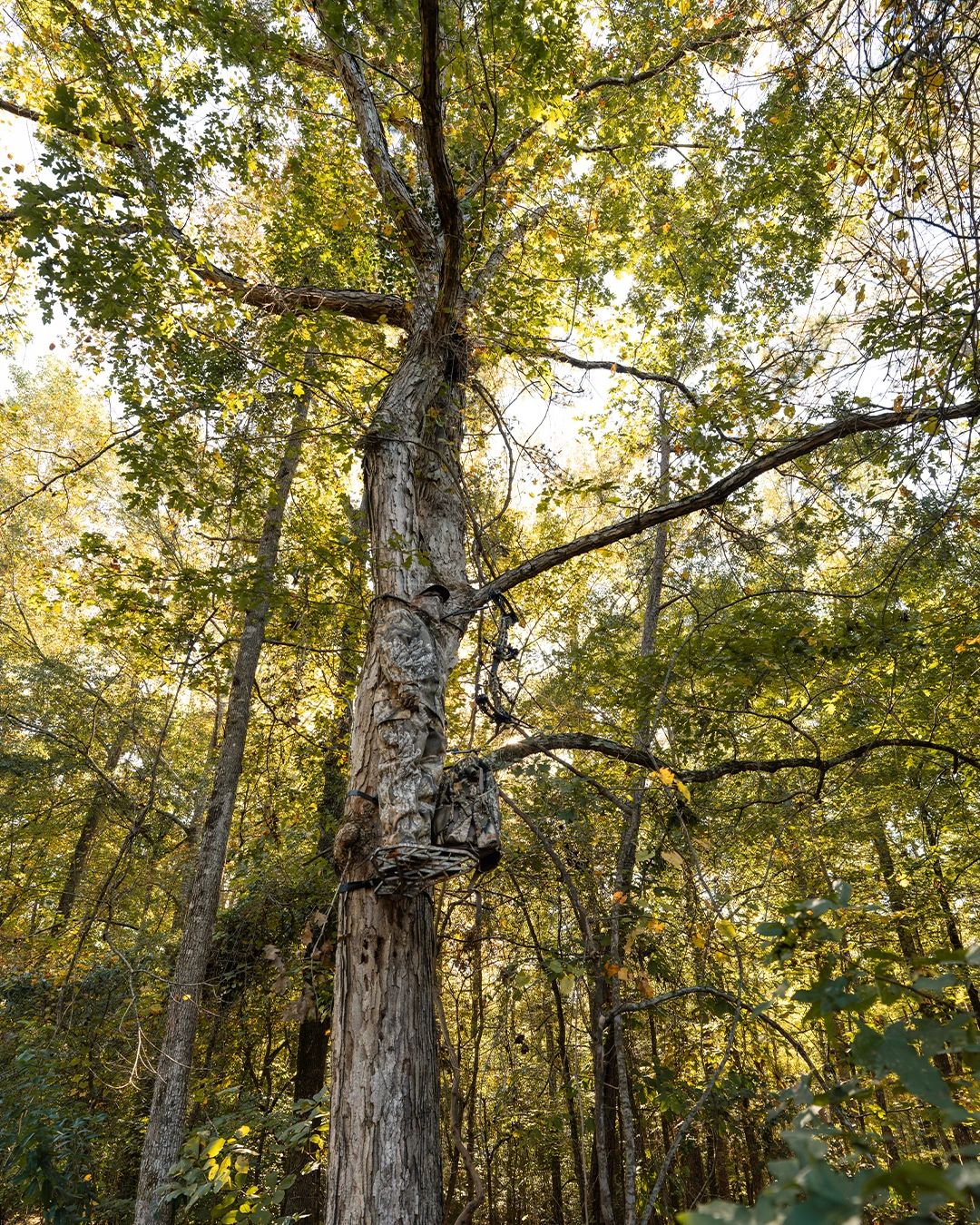 A hunter camouflaged in a tree stand in a sunlit forest.