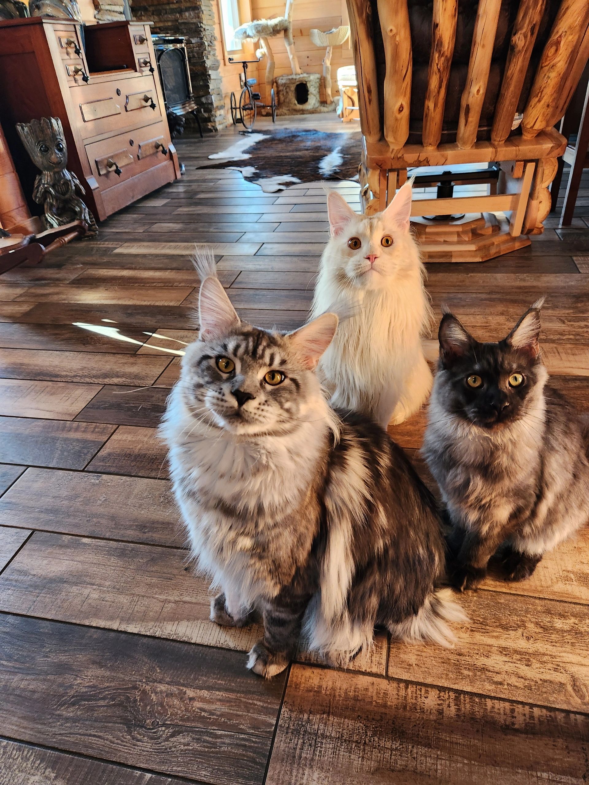 Available Kittens