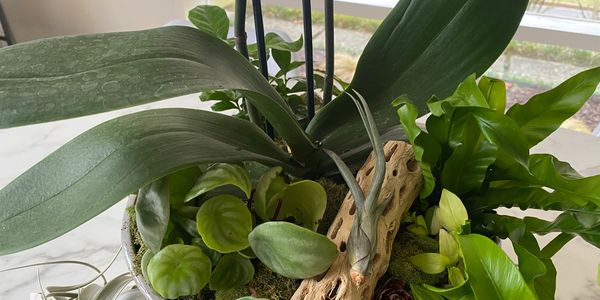 Assorted green plants in a decorative pot.