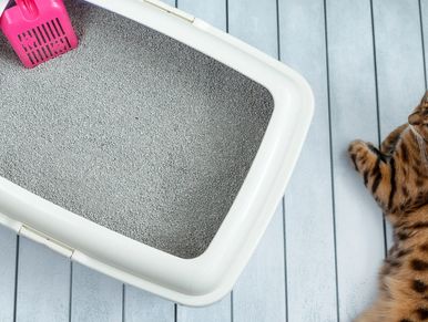Cat litter tray with pink scoop and bengal cat