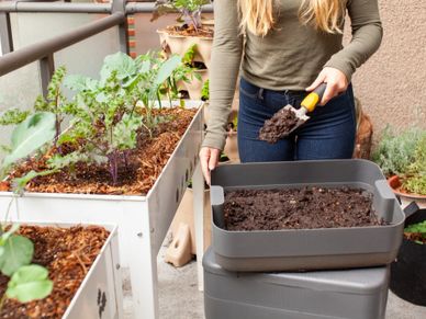 A women harvests fresh worm castings (compost) from a vermicomposter on her balcony