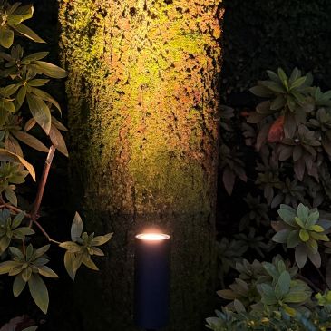 Light illuminating tree bark amidst plants at night.