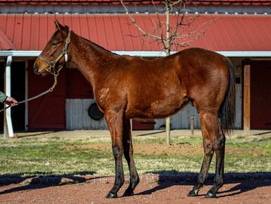 Davant Latham Bloodstock & Insurance. Midway Thoroughbreds. '21 American Pharoah - Auntie Joy Colt