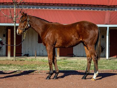 Davant Latham Bloodstock & Insurance. Midway Thoruoughbreds VI. '21 Audible - Bonneville Flats Colt