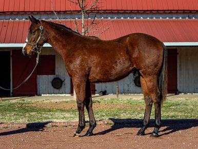 Davant Latham Bloodstock & Insurance. Midway Thoroughbreds VI. '21 Catalina Cruiser - Special Code