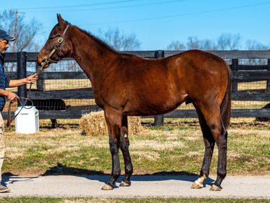 Davant Latham Bloodstock & Insurance. Midway Thoroughbreds VI. '21 Flameaway - Allez Jete colt