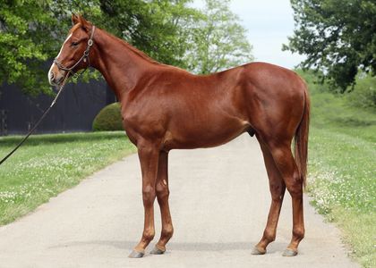 2019 Munnings / Market Lover colt - Davant Latham - Fasig Tipton Yearling Showcase