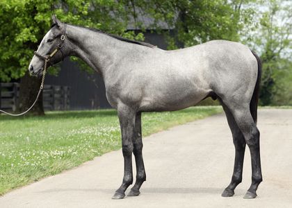 2019 Speightstown / Tap Diva colt, Davant Latham, Fasig Tipton Yearling Showcase