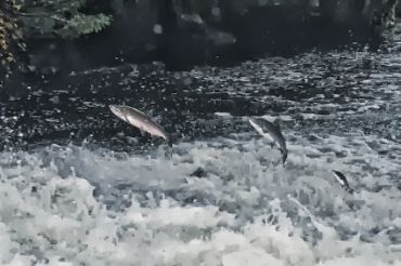 Fish leaping out of turbulent water, swimming upstream.