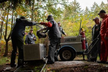 Group of people handling fish in nets near a container labeled 'LIVE FISH' outdoors.