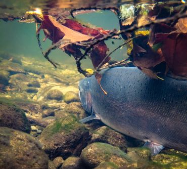 A fish swims underwater near autumn leaves and rocky riverbed.