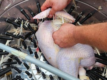 Plucking one of our pasture raised meat chickens. 