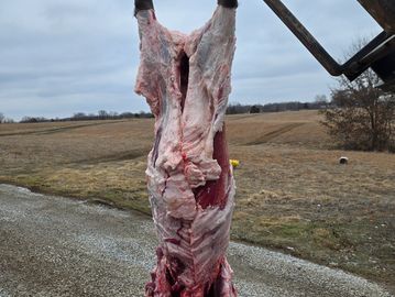 One of our pigs we butchered. 