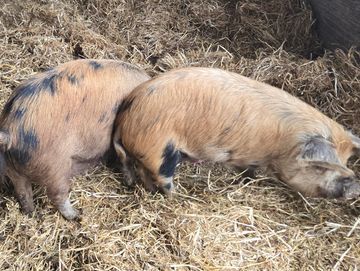 Two pigs with spotted fur foraging in straw bedding.