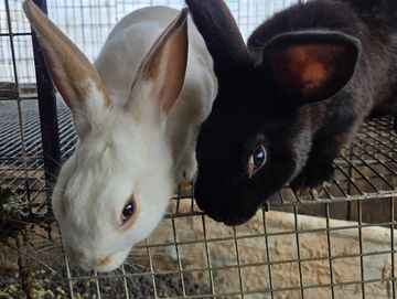 Two rabbits, one white and one black, side by side in a cage.