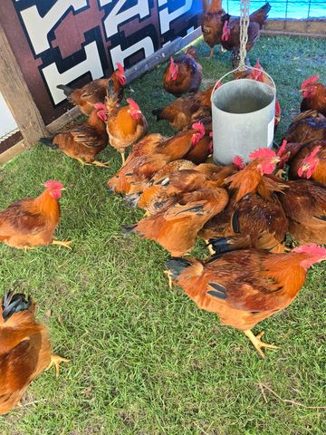 A group of brown chickens gathered around a feeder on green grass.